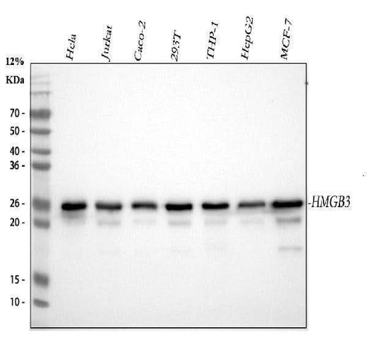 Anti-HMG4 Antibody Picoband® (monoclonal, 8H9 Boster Bio