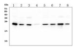 Anti-HMG4 Antibody Picoband® (monoclonal, 7G13 Boster Bio
