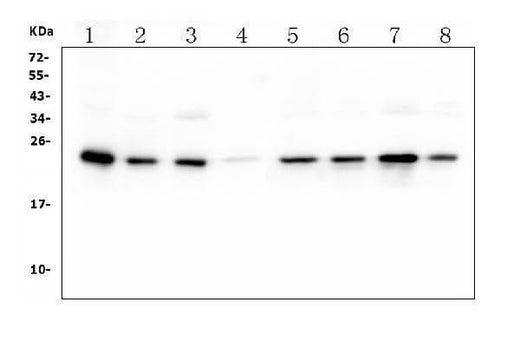 Anti-HMG4 Antibody Picoband® (monoclonal, 7G13 Boster Bio