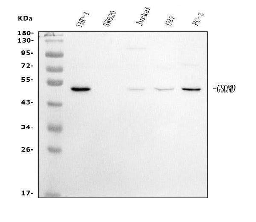Anti-GSDMD Antibody Picoband® (monoclonal, 3D5 Boster Bio
