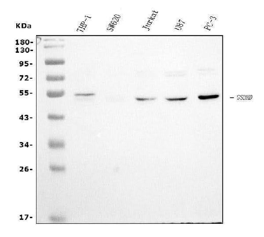 Anti-GSDMD Antibody Picoband® (monoclonal, 6D11 Boster Bio