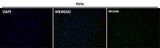 Anti-PSMA FOLH1 Rabbit Monoclonal Antibody Boster Bio