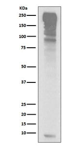 Anti-Ubiquitin UBB Rabbit Monoclonal Antibody Boster Bio