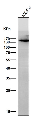 Anti-KDM4A Monoclonal Antibody Boster Bio