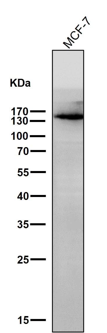Anti-KDM4A Monoclonal Antibody Boster Bio