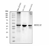 Anti-HSD3B1 Antibody Picoband® (monoclonal, 3F3C/7F9C8 Boster Bio
