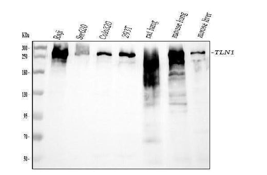 Anti-Talin 1/TLN1 Antibody Picoband® (monoclonal, 2G10D2 Boster Bio