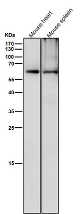 Anti-Phospho-CRMP2 (T514) Rabbit Monoclonal Antibody Boster Bio