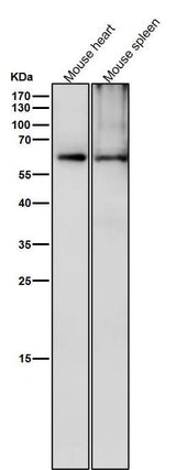 Anti-Phospho-CRMP2 (T514) Rabbit Monoclonal Antibody Boster Bio