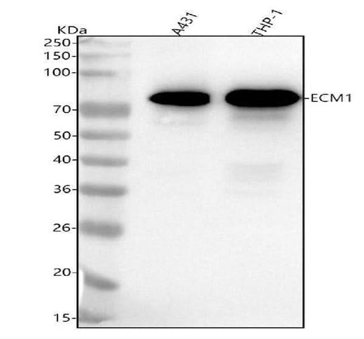 Anti-ECM1 Rabbit Monoclonal Antibody Boster Bio