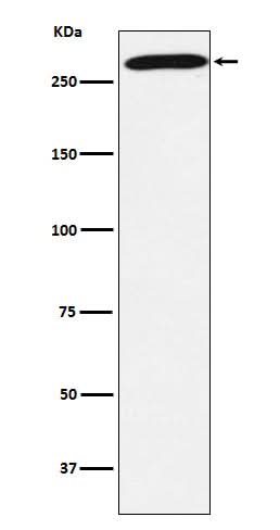 Anti-PRPF8 Rabbit Monoclonal Antibody Boster Bio
