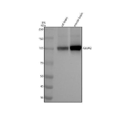 Anti-GluR2 Monoclonal Antibody Boster Bio