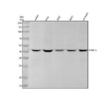 Anti-PRMT6 Rabbit Monoclonal Antibody Boster Bio