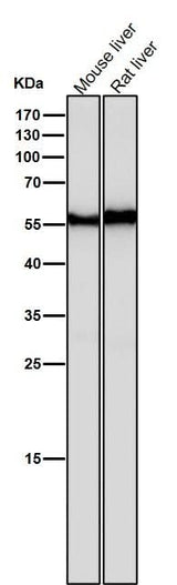 Anti-ANGPTL3 Rabbit Monoclonal Antibody Boster Bio