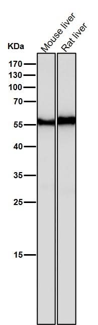 Anti-ANGPTL3 Rabbit Monoclonal Antibody Boster Bio