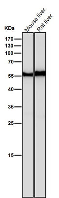Anti-ANGPTL3 Rabbit Monoclonal Antibody Boster Bio