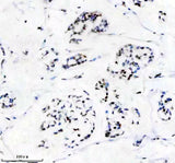 Anti-Matrin 3 Rabbit Monoclonal Antibody Boster Bio