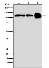 Anti-PGC1 beta PPARGC1B Monoclonal Antibody Boster Bio