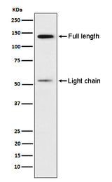 Anti-Kininogen 1 Rabbit Monoclonal Antibody Boster Bio