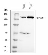 Anti-EPRS1/PARS Antibody Picoband® (monoclonal, 12B5B3 Boster Bio