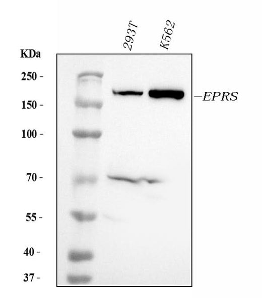 Anti-EPRS1/PARS Antibody Picoband® (monoclonal, 12B5B3 Boster Bio