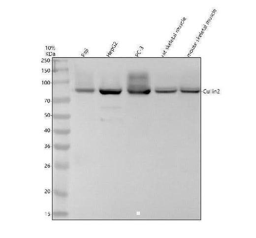 Anti-Cullin 2 Rabbit Monoclonal Antibody Boster Bio