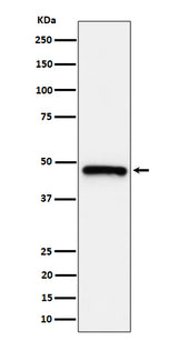 Anti-ING1 Rabbit Monoclonal Antibody Boster Bio