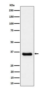 Anti-Cyclin H/p34 Rabbit Monoclonal Antibody Boster Bio