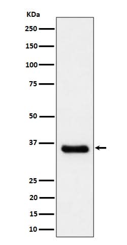 Anti-Cyclin H/p34 Rabbit Monoclonal Antibody Boster Bio
