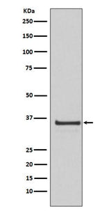 Anti-Cyclin H Rabbit Monoclonal Antibody Boster Bio
