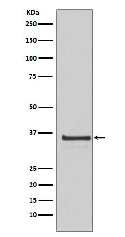 Anti-Cyclin H Rabbit Monoclonal Antibody Boster Bio