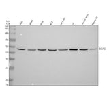 Anti-PHD1/prolyl hydroxylase Rabbit Monoclonal Antibody Boster Bio