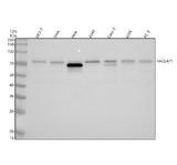 Anti-RGAP1 Rabbit Monoclonal Antibody Boster Bio