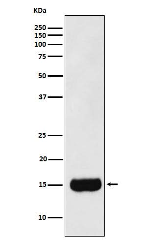 Anti-MSMB Monoclonal Antibody Boster Bio