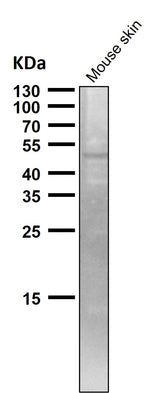 Anti-TRAF4 Rabbit Monoclonal Antibody Boster Bio
