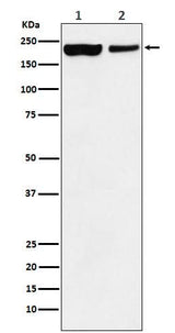Anti-KDM5A Monoclonal Antibody Boster Bio