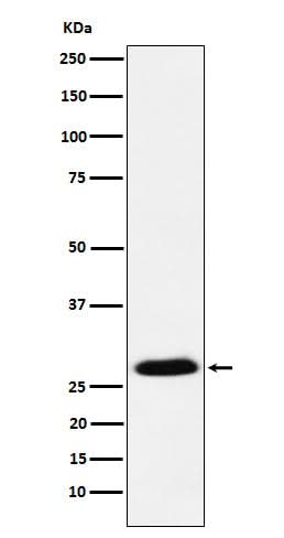 Anti-GSC Rabbit Monoclonal Antibody Boster Bio