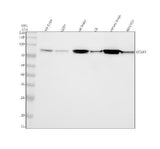 Anti-DCAMKL1 Rabbit Monoclonal Antibody Boster Bio