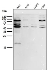 Anti-eIF4A3 Rabbit Monoclonal Antibody Boster Bio