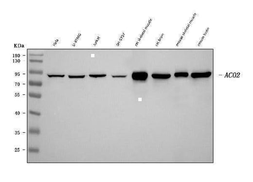 Anti-Aconitase 2 Antibody Picoband® (monoclonal, 4C12D1 Boster Bio
