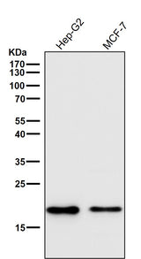 Anti-Cripto1 Rabbit Monoclonal Antibody Boster Bio