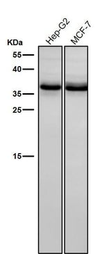 Anti-BNIP3L/Nix Rabbit Monoclonal Antibody Boster Bio