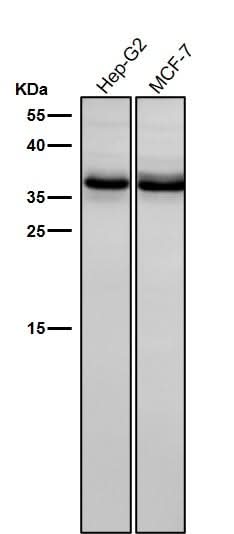 Anti-BNIP3L/Nix Rabbit Monoclonal Antibody Boster Bio