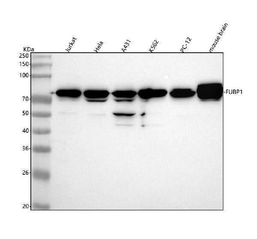 Anti-FUBP1 Rabbit Monoclonal Antibody Boster Bio