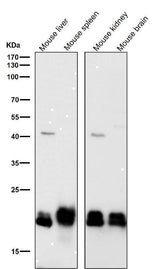 Anti-SRSF3 Rabbit Monoclonal Antibody Boster Bio