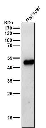 Anti-ODC1 Rabbit Monoclonal Antibody Boster Bio
