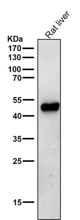 Anti-ODC1 Rabbit Monoclonal Antibody Boster Bio