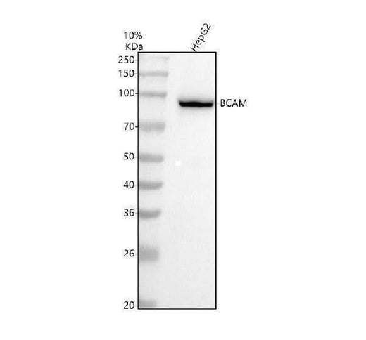 Anti-CD239 Rabbit Monoclonal Antibody Boster Bio