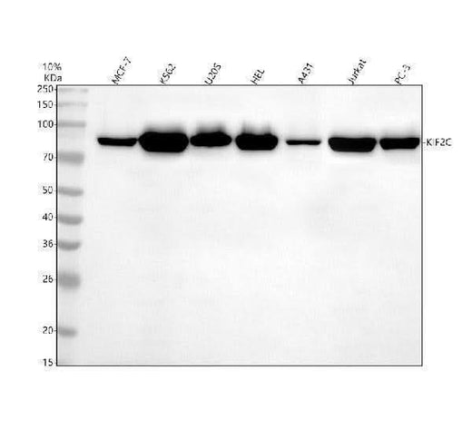 Anti-MCAK Rabbit Monoclonal Antibody Boster Bio