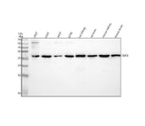 Anti-CLIC4 Rabbit Monoclonal Antibody Boster Bio
